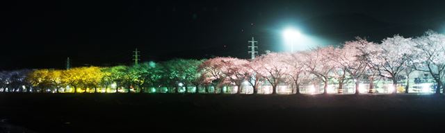 하양, 분홍, 초록, 노랑 빛깔의 조명들이 일정한 거리를 두고 켜져 있다. 아무 곳에서 아무렇게나 찍어도 예쁘다.