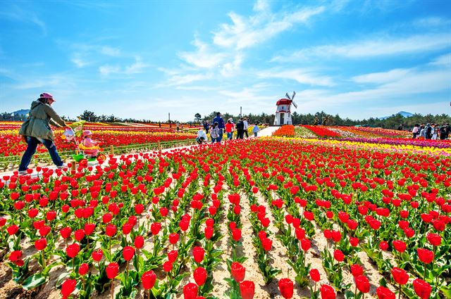 신안튤립축제(신안군 제공)