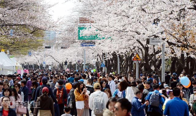 여의도 벚꽃축제 마지막 날인 9일 서울 여의도 윤중로에 많은 인파가 몰려 화려하게 핀 벚꽃을 구경하며 즐거운 휴일 오후를 보내고 있다. 홍인기 기자