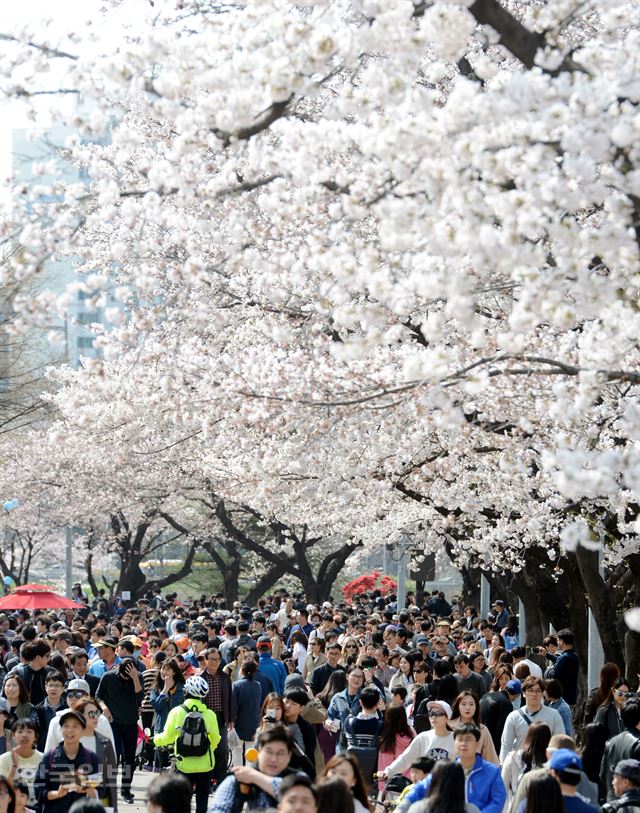 여의도 벚꽃축제 마지막 날인 9일 서울 여의도 윤중로에 많은 인파가 몰려 화려하게 핀 벚꽃을 구경하며 즐거운 휴일 오후를 보내고 있다. 홍인기 기자