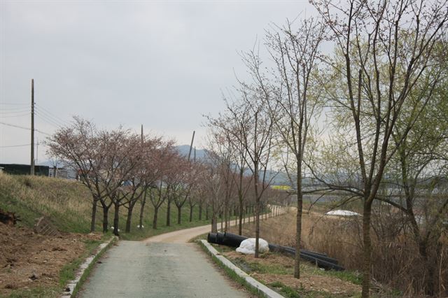 김수환 추기경을 기념해 조성하고 있는 ‘추기경 사랑나눔 명품가로숲길’ 풍경. 시행사인 군위산림조합이 450여 그루의 묘목 중 40여 그루를 사업 담당 공무원에게 구매한 것으로 드러났다. 권성우기자 ksw1617@hankookil.com