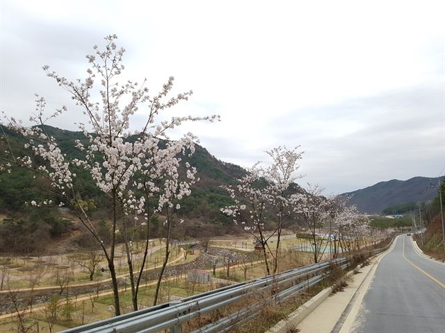 영주댐 일주도로 왕벚나무 100리 길이 완료돼 본격적으로 꽃이 피어나면 장관을 이룰 전망이다. 영주시 제공