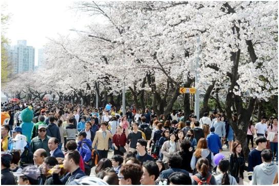 지난 9일 서울 여의도 윤중로를 찾은 사람들이 화려하게 핀 벚꽃을 구경하며 휴일 오후를 보내고 있다. 홍인기 기자 hongik@hankookilbo.com