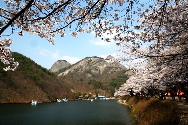 남부마이산 입구 탑영제 주변 벚꽃