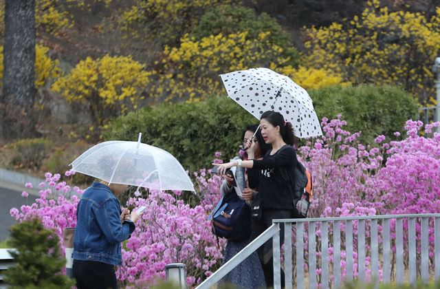 봄비가 내린 5일 오후 서울 서대문구 이화여대에서 우산을 쓴 학생들이 진달래, 개나리 등 봄꽃이 만개한 교정을 걷고 있다. 연합뉴스