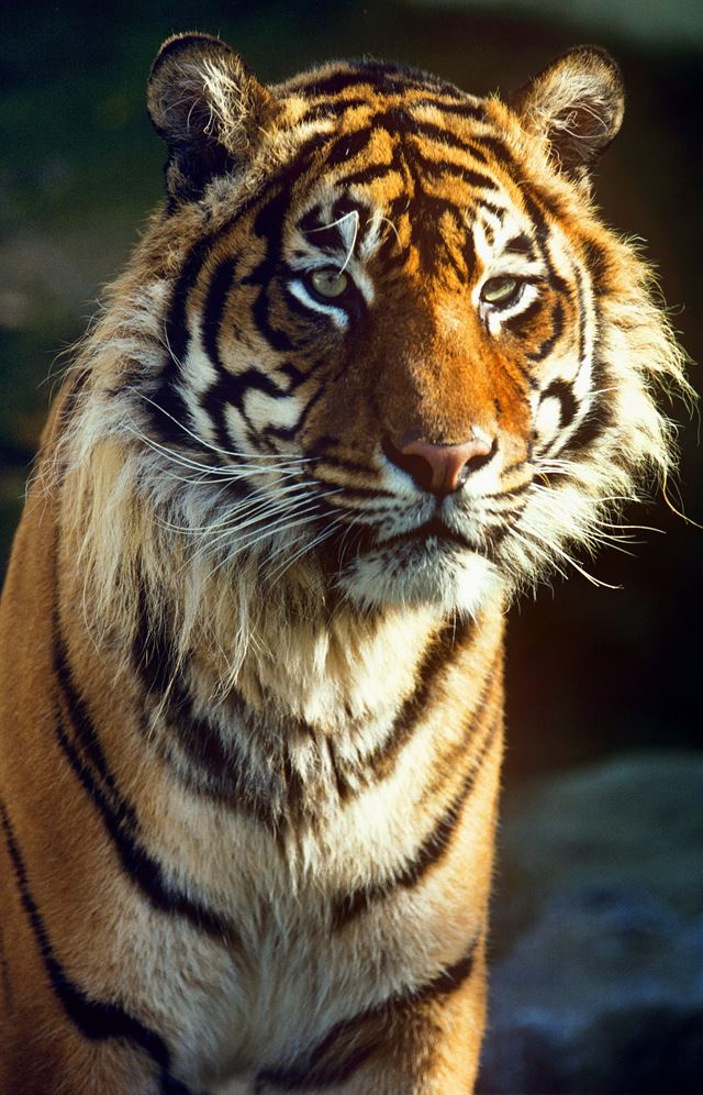 지난 해에만 수마트라 호랑이의 5%가 불법 밀렵으로 죽었다. WWF 제공