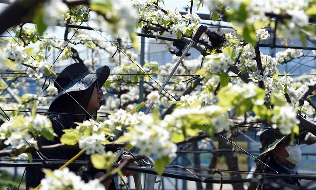 본격적인 농경이 시작되는 절기상 곡우(穀雨)를 하루 앞둔 19일 오전 화성 경기도농업기술원 배 연구포장에서 관계자들이 배꽃에 인공수분 작업을 하고 있다. 화성=뉴시스