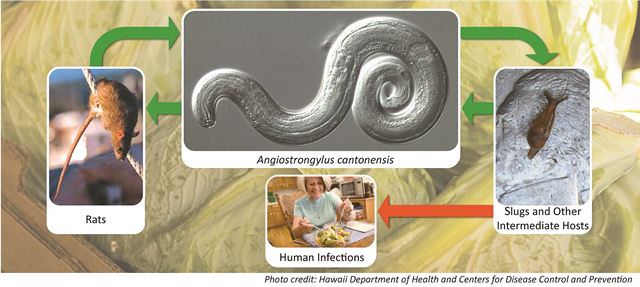 광동주혈선충 감염 경로. 하와이주 질병통제센터