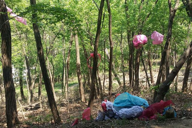 23일 오전 대구 달서구 두류공원 산책로와 야산 나무에 전날 열린 풍등축제 쓰레기가 곳곳에 걸려 있어 시민들의 눈살을 찌푸리게 하고 있다. 독자 제공