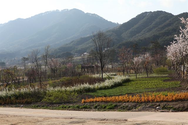 고산지대에 자리한 국립백두대간 수목원 꽃나무원에 봄꽃이 활짝 피어 관람객들을 유혹하고 있다. 산림청 제공