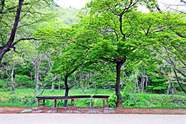 선운산 도립공원은 산책하기 좋다. 곳곳의 나무들은 좋은 쉼터가 되어준다