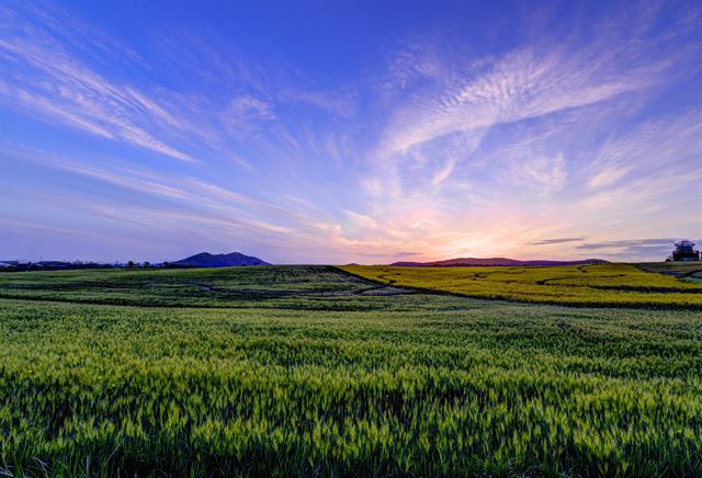 고창 보리밭에 뜨겁게 내리쬐던 오월의 태양이 뉘엿뉘엿 저물어 가면서 이국적인 풍광을 보여주고 있다.