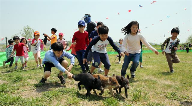 전남 함평나비엑스장에서는 가축몰이 체험이 어린이에게 가장 인기다.(함평군 제공)/2017-05-04(한국일보)