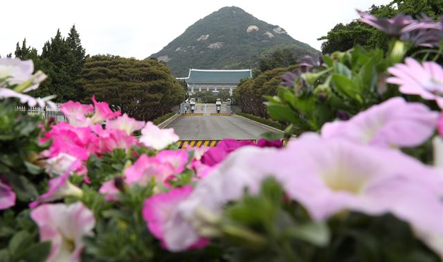 문재인 대통령이 청와대에 입성하는 10일 오후 청와대 주변에는 나팔꽃이 장식되어 있다. 나팔꽃의 꽃말은 '좋은 소식'이다. 2017.5.10 고영권기자