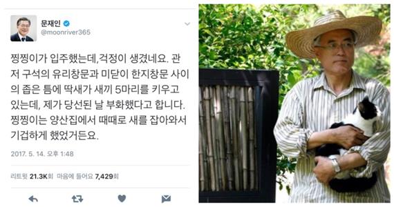 문재인 대통령은 트위터를 통해 고양이 찡찡이의 청와대 입주 소식을 알렸다.(왼쪽) 찡찡이도 유기묘 출신이다. 문재인 대통령 트위터, 페이스북