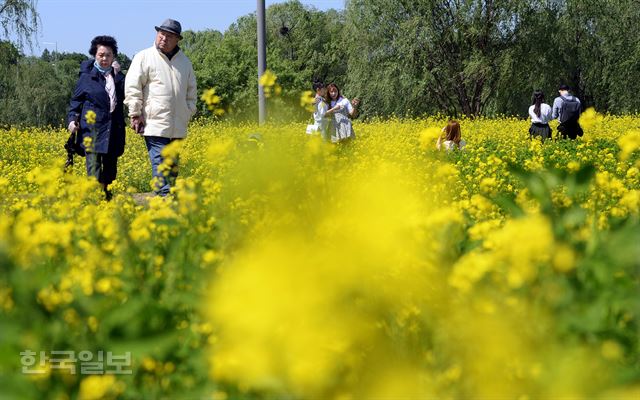 서울 시민들이 14일 유채꽃 축제가 벌어진 반포 한강공원 서래섬을 찾아 청명한 봄날을 만끽하고 있다. 배우한 기자