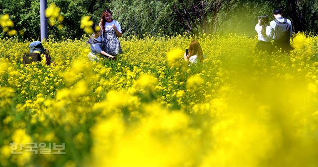 서울 시민들이 14일 유채꽃 축제가 벌어진 반포 한강공원 서래섬을 찾아 청명한 봄날을 만끽하고 있다. 배우한 기자