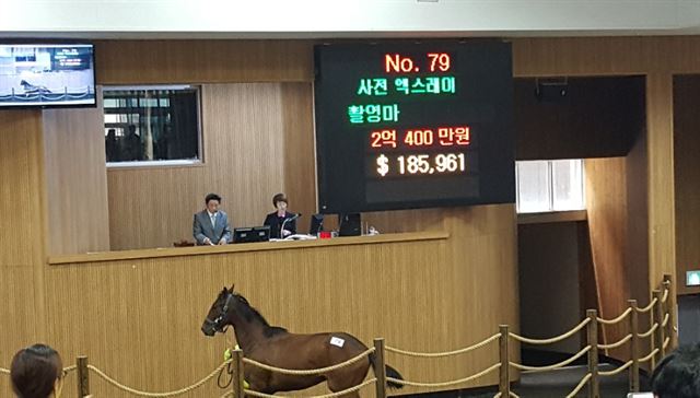 지난 16일 제주시 조천읍 교래리 한국경주마생산자협회 전용 경매장에서 진행된 국내산 경주마 경매에서 몸값이 2억원을 넘는 경주마가 탄생했다. 렛츠런팜 제주 제공.