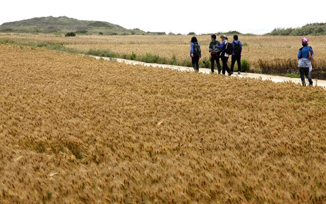 청보리축제가 끝나고 더 한산해진 가파도 보리밭 사잇길