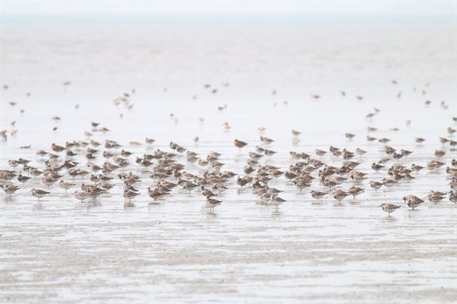 봄철에 번식지로 북상하던 중 금강하구 유부도에 도래한 IUCN 멸종위기종 붉은어깨도요. 국립생태원 제공