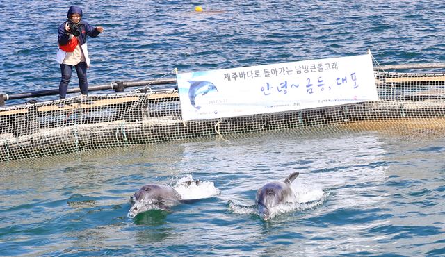 22일 오후 제주시 조천읍 함덕 앞바다에 설치된 적응훈련용 가두리로 옮겨져 헤엄치는 금등이와 대포. 등지느러미에는 각각 숫자 6, 7이란 동결표식이 새로 생겼다. 연합뉴스