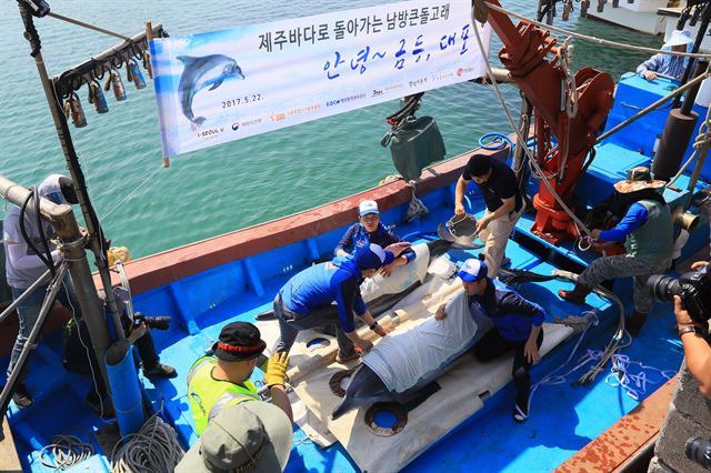 금등이와 대포가 22일 오후 제주시 조천읍 함덕 앞바다 가두리로 가기 위해 어선에 올려져 있다. 연합뉴스