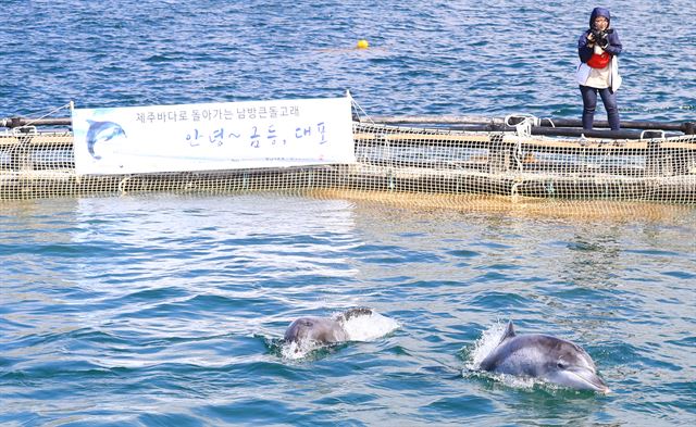 제주 바다에서 그물에 걸려 서울대공원에서 각각 18년과 15년 간 지내던 남방큰돌고래 금등이와 대포가 22일 오후 제주시 조천읍 함덕 앞바다에 설치된 적응훈련용 가두리로 옮겨져 헤엄치고 있다. 남방큰돌고래의 방류 작업은 지난 2013년 제돌·삼팔·춘삼이, 2015년 태산·복순이 등에 이어 세번째다. 2017.5.22 제주=연합뉴스