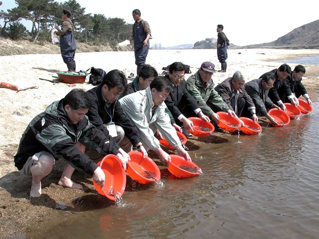 강원도는 지난 2001년 4월 7일 금강산 후천강에서 북강원도와 공동으로 연어 치어방류 사업을 진행했다. 강원도 제공