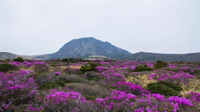 한라산에 털진달래가 만개하면서 연분홍빛 화원이 펼쳐져 장관을 이루고 있다. 사진은 한라산 윗세오름 주변 선작지왓에 개화한 털진달래. 한라산국립공원 제공.