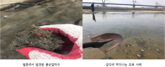 세종보 뻘에서 발견된 붉은깔따구와 강물에 떠다니는 조류 사체. 대전충남녹색연합 제공