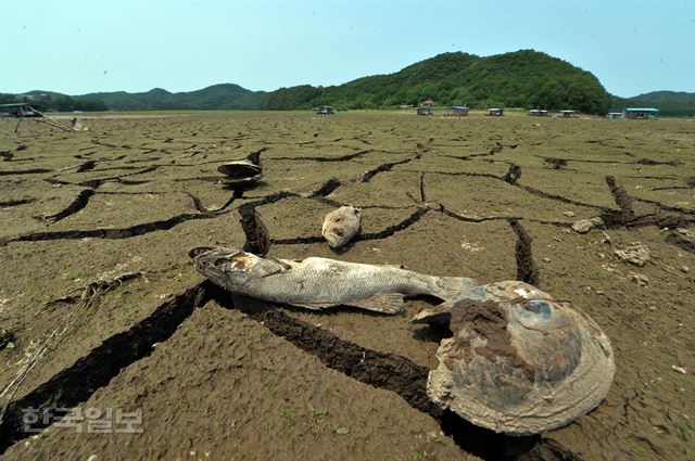 올 들어 극심한 봄 가뭄으로 바닥이 들어나고 있는 충북 진천군 초평저수지에 붕어와 조개가 폐사 해 있다.신상순 선임기자ssshin@hankookilb.com