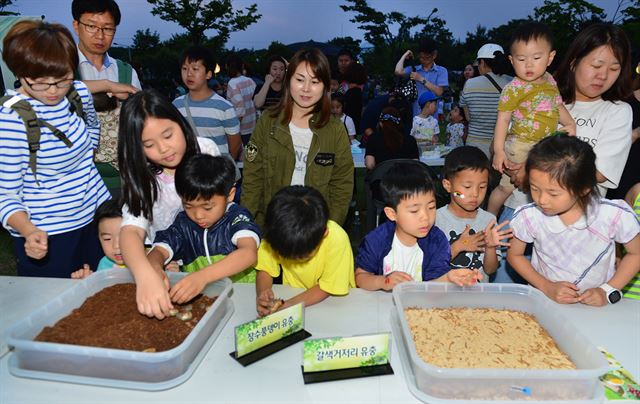 지난해 반딧불이 체험행사에 참가한 어린이들이 장수풍뎅이의 변태 과정을 곰곰이 살펴보고 있다. 충북도농업기술원 제공