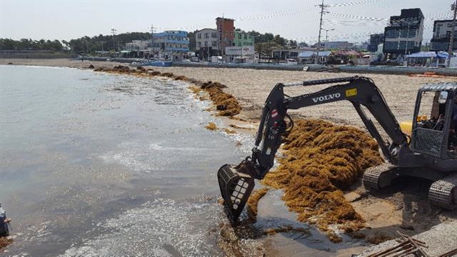 제주 해안에 중국에서 발생한 것으로 추정되는 ‘바다의 불청객’ 괭생이모자반이 유입돼 비상이 걸렸다. 사진은 제주시 애월읍 해안에 밀려온 괭생이모자반을 수거하는 모습. 제주시 제공.