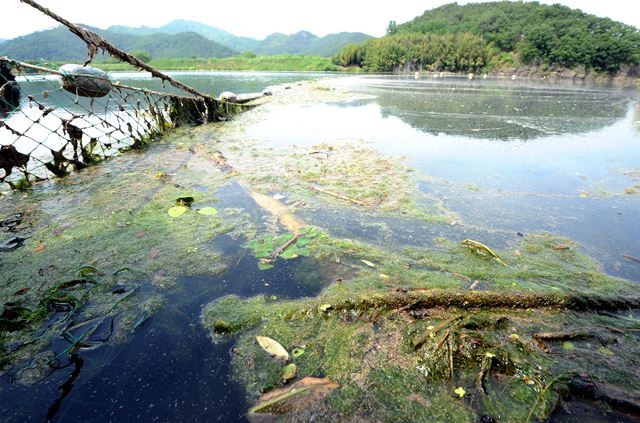 지난달 31일 오후 낙동강 상류인 대구 달성군 도동 나루터 인근에 녹조류가 강물 위에 떠있다. 뉴스1