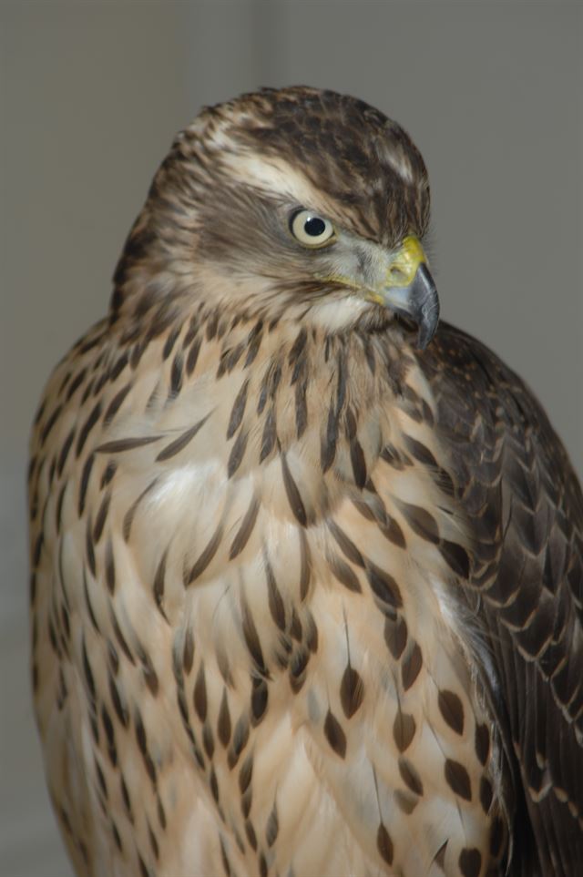 헬렌 맥도널드 교수가 아버지를 잃고 난 슬픔을 극복하는 데 도움을 준 참매(hawk) 메이블. 헬렌 맥도널드 제공