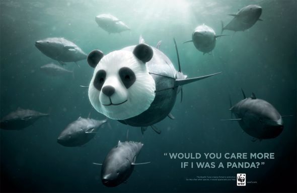 2011년 멸종위기 어종에 대한 관심을 촉구하는 세계자연기금(WWF)의 광고. WWF