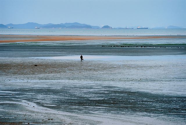 이른 새벽 해도 아직 뜨지 않은 인천 옹진군 선재도와 목섬사이에 갯벌을 누비던 한 어부가 밤새 걷어 올린 해산물을 가지고 뭍으로 나오고 있다. 왕태석기자 kingwang@hankookilbo.co