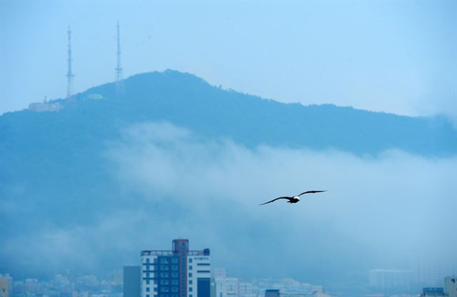 부산 자갈치시장 앞 바닷가에는 예전부터 갈매기들이 많았다. 먹이를 찾아 창공을 나르는 한 마리 갈매기가 처량하게 보인다.