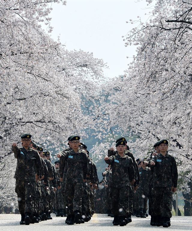 지난달 논산 육군훈련소에 입소한 훈련병들이 벚꽃이 만개한 가로수 아래를 지나며 제식훈련을 하고 있다. 뉴스1