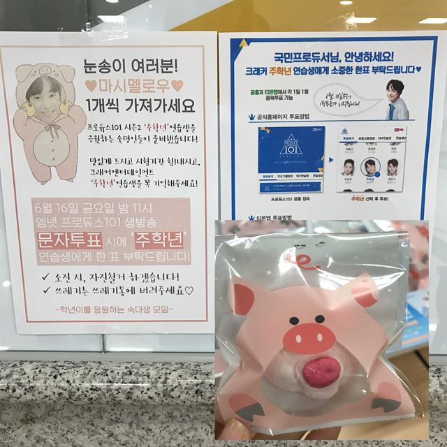 지난 12일 숙명여대 명신관, 행정관, 과학관에서 진행된 프듀2 연습생 주학년 투표 독려 행사에는 돼지 모양의 마시멜로우가 배부됐다. 주학년 연습생의 취미인 ‘돼지밥 주기’와 부모님이 돼지 농장을 운영한다는 사실 때문에 돼지 마시멜로우가 배부됐다. 숙명여대 학생 제공