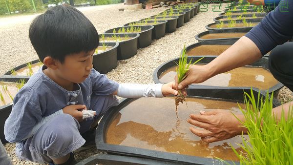 유치원 마당에서 모심기 체험을 하고 있는 아이.