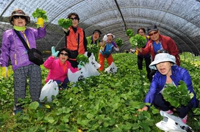 ‘산나물의 제왕'으로 불리는 곰취를 캐는 ‘양구 곰취 축제’가 지난달 강원 양구읍 서천 레포츠공원에서 열렸다. 연합뉴스