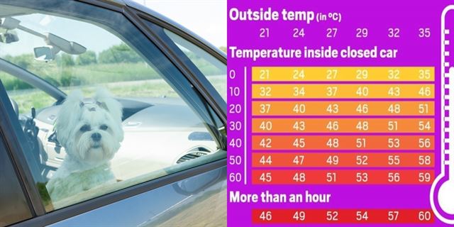 더운 날씨에 바깥에 세워진 차량 내부의 온도는 시간이 흐를수록 빠른 속도로 올라간다. 밀폐된 차량엔 잠시라도 반려견을 혼자 두어선 안 된다. 게티이미지뱅크(왼쪽), 메트로 홈페이지 캡처