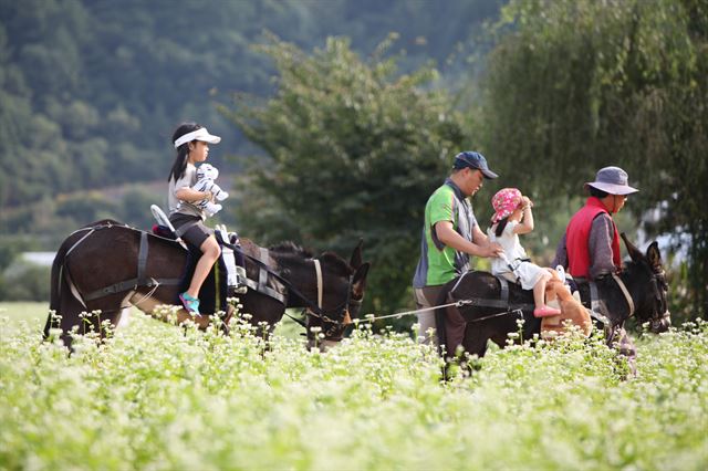 소설 ‘메밀꽃 필 무렵’의 배경인 평창 봉평면은 내년 평창동계올림픽 이후 문화창작지구로 탈바꿈 한다. 평창군 제공