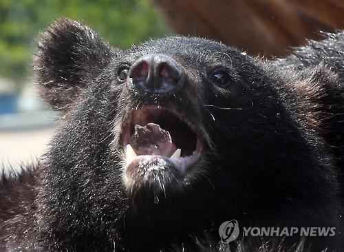 포효하는 반달곰. 연합뉴스 자료사진