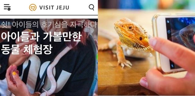 제주도에 각종 동물공연과 체험시설이 난무하는 이유는 특이한 체험에 대한 수요가 존재하며 어린이를 동반한 가족단위 여행객이 많기 때문이다. 비지트 제주 홈페이지 캡처