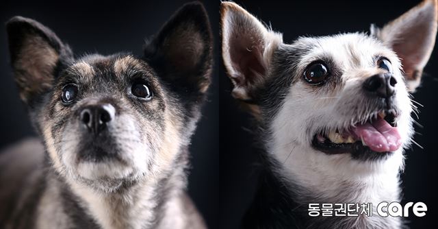 입양을 기다리고 있는 구슬과 금동. 동물권단체 케어, 박성관 작가 제공