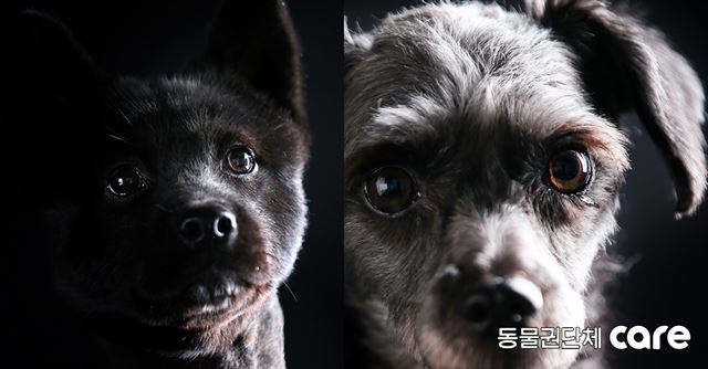 철창에 살다 주민들의 신고로 구조된 체리와 뇌경색으로 주인이 쓰러지면서 보호소에 입소하게 된 크롱 동물권단체 케어, 박성관 작가 제공