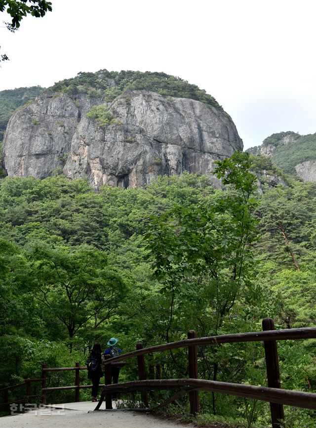 주왕산 산책로를 한 굽이 돌 때마다 거대한 바위봉우리가 나타난다. 연꽃을 닮은 연화봉 모습.