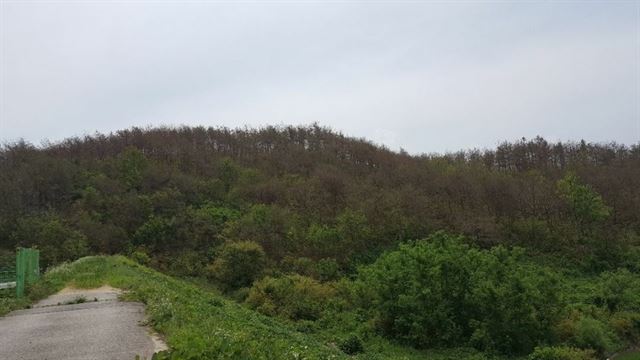 봉화군 봉성면 하눌저수지 인근 야산 소나무와 활엽수가 한창 푸르러야 할 시기에 누렇게 말라가고 있다. 봉화군 제공